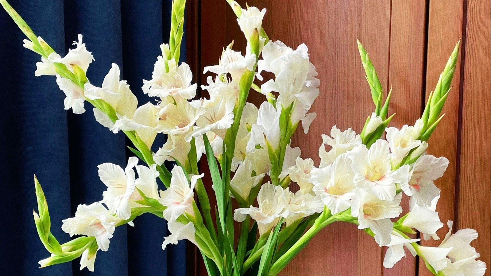 White gladiolus stems indoors by wood, signifying purity, innocence, sympathy, and spiritual strength.