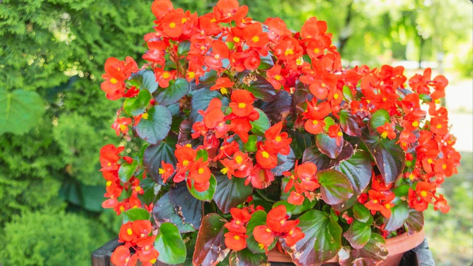 Red wax begonias with bright yellow centers and dark bronze leaves blooming in pot against blurred green background