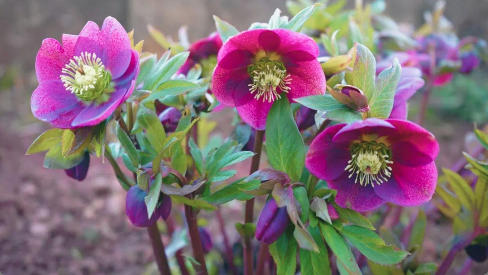 Magenta purple hellebore flowers with pale green centers and dark stems surrounded by glossy leaves in garden soil