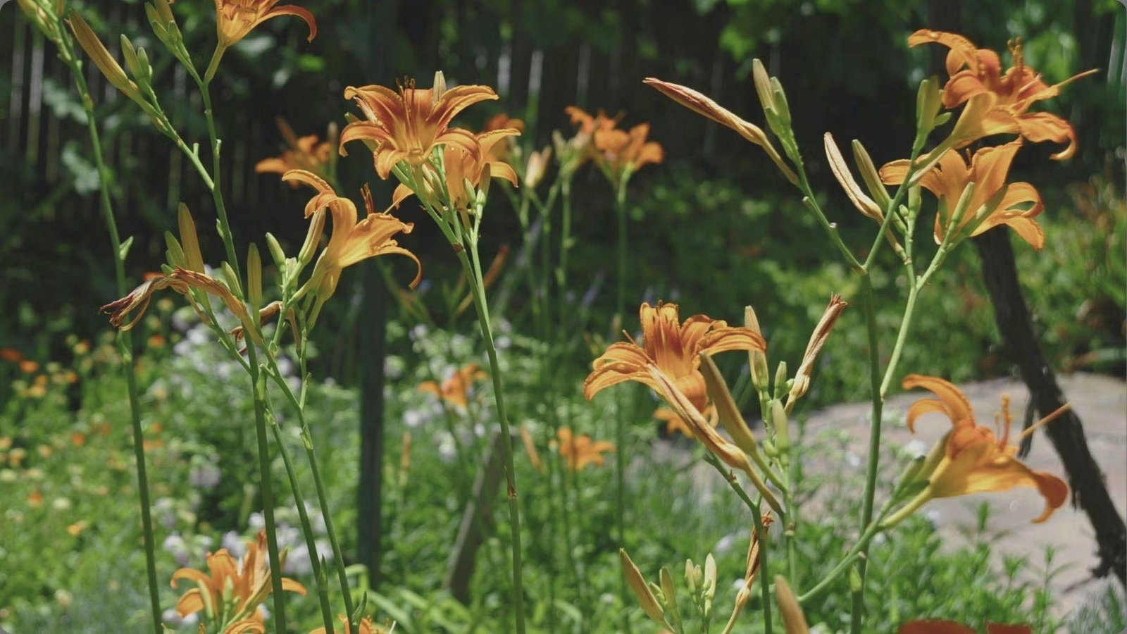 Sunlit garden bed of tall orange daylilies with trumpet blooms and buds growing among green foliage near wooden fence