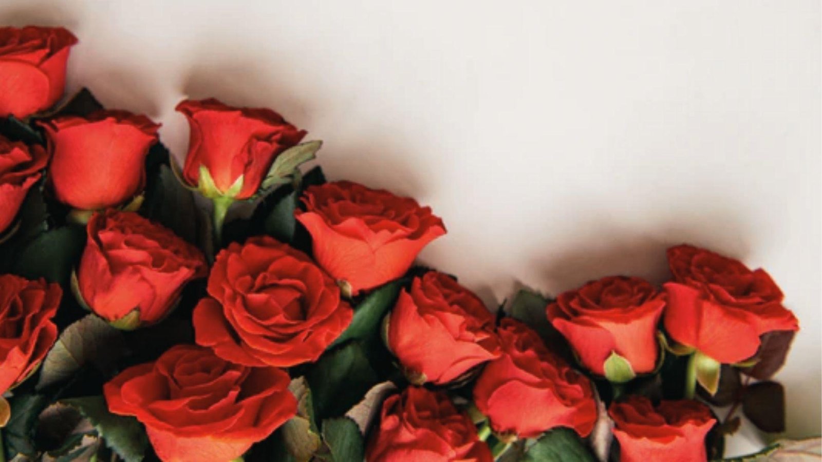 Red roses arranged in an arc on white background, classic June birth flower for love and passion.