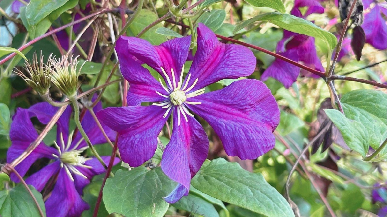 Deep purple clematis flower with magenta central bar and cream stamens, growing among green leaves and fuzzy seedheads