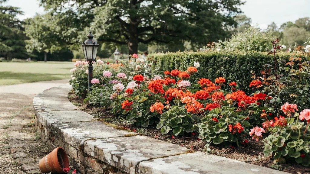Geranium flowers growing in a historic botanical garden.