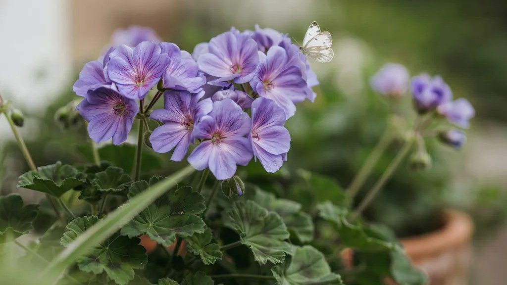 Violet geranium flowers showing their natural bloom color.