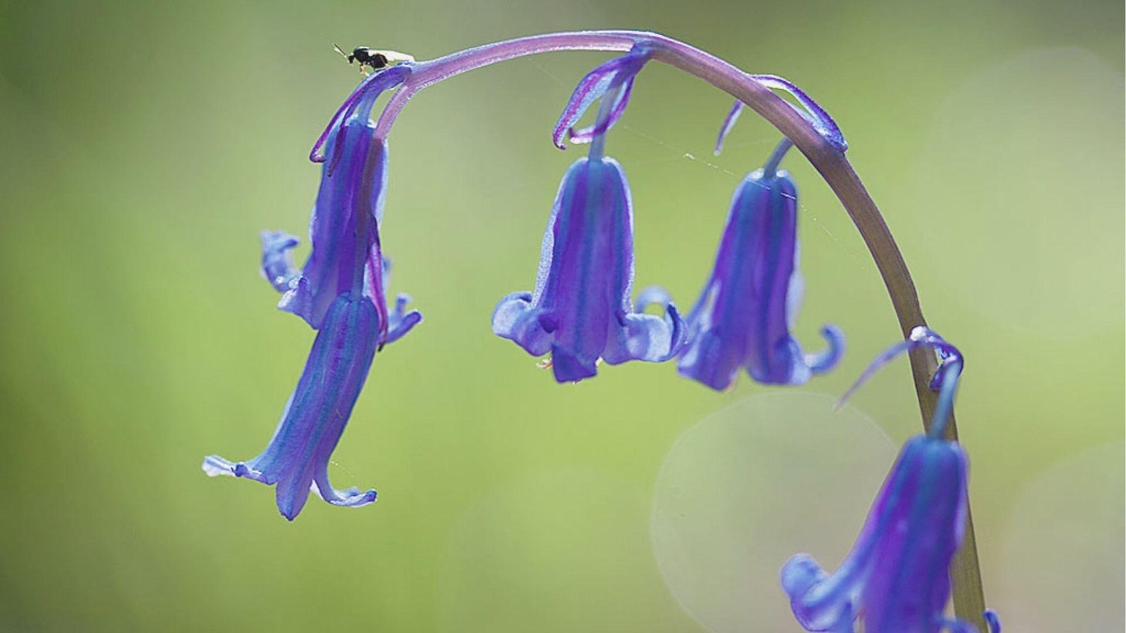 Close-up of deep violet-blue bluebells hanging from a curved stem.