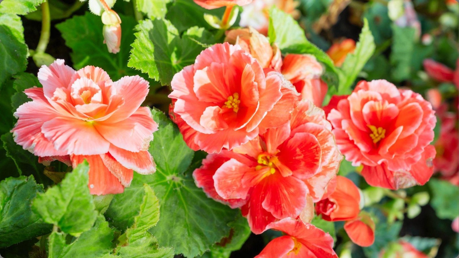 Coral peach tuberous begonias with ruffled petals and yellow centers blooming in bright sun with glossy green leaves