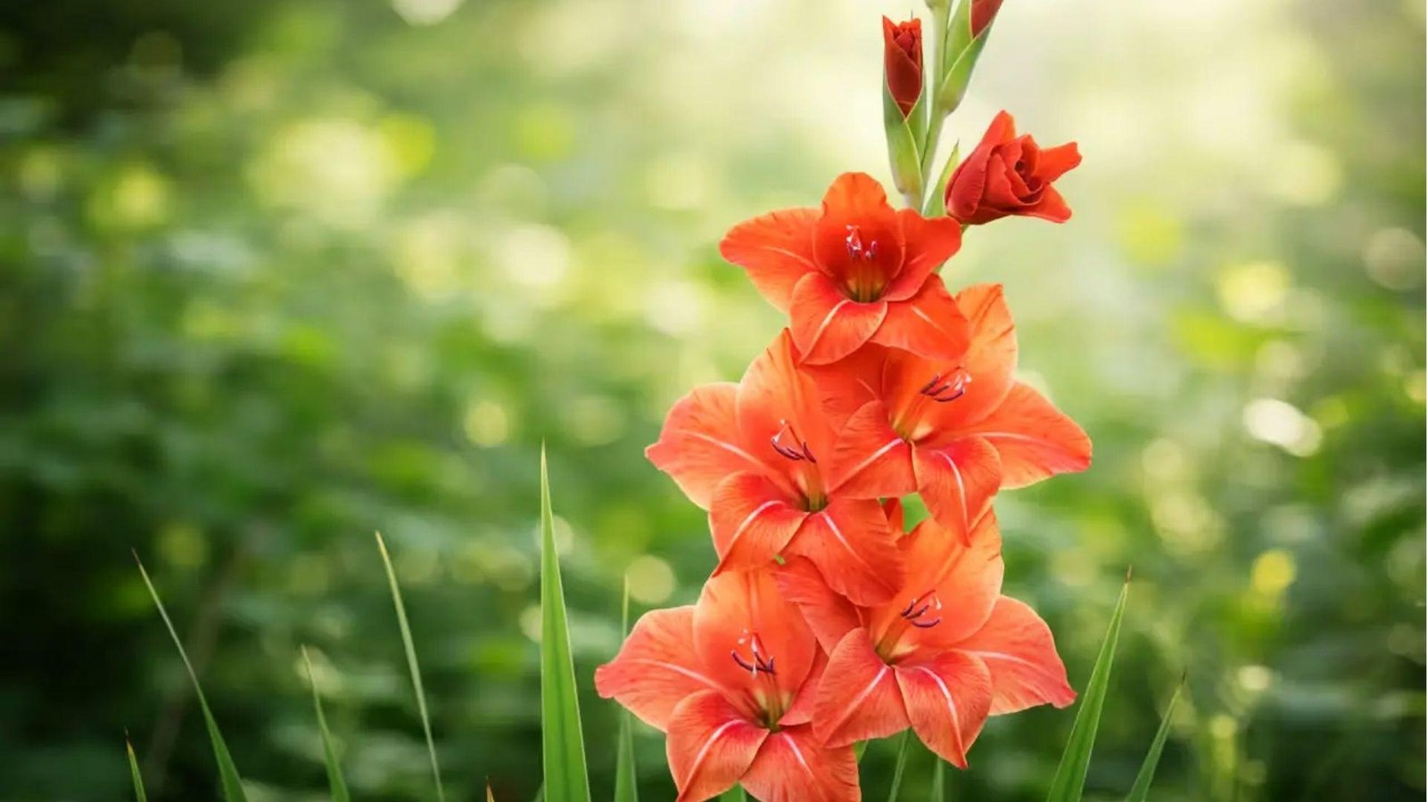 Orange gladiolus stalks with green bokeh, symbolizing enthusiasm, pride, determination, and boldness.