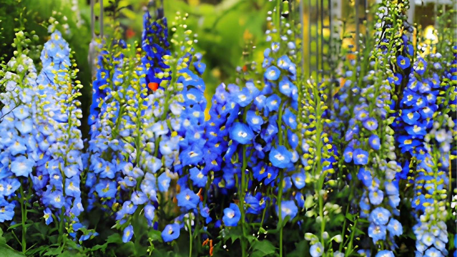 Sunlit blue gladiolus blooms in the golden field, meaning calm strength, faithfulness, and deep integrity.