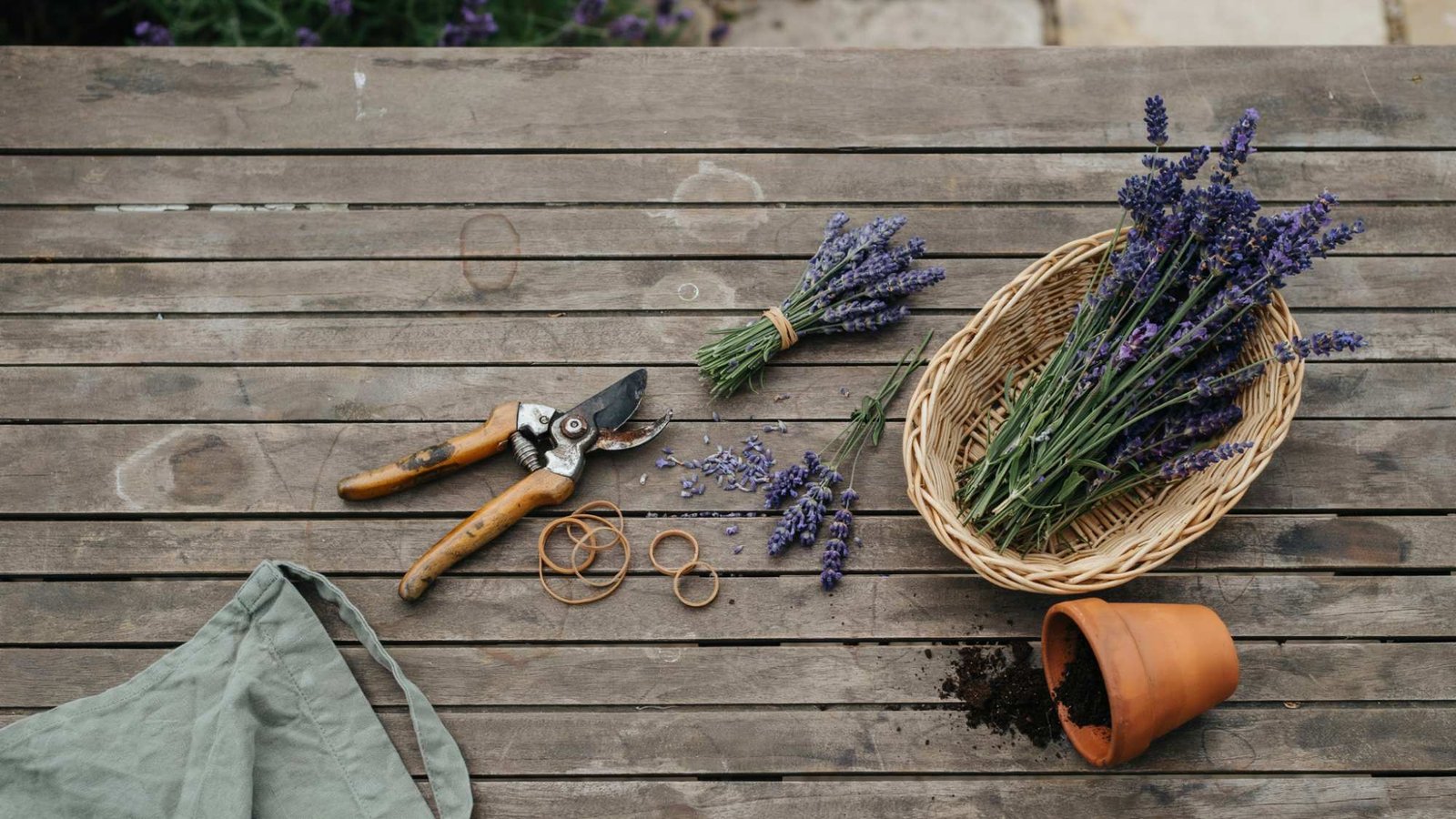 Tools You Need for Harvesting Lavender