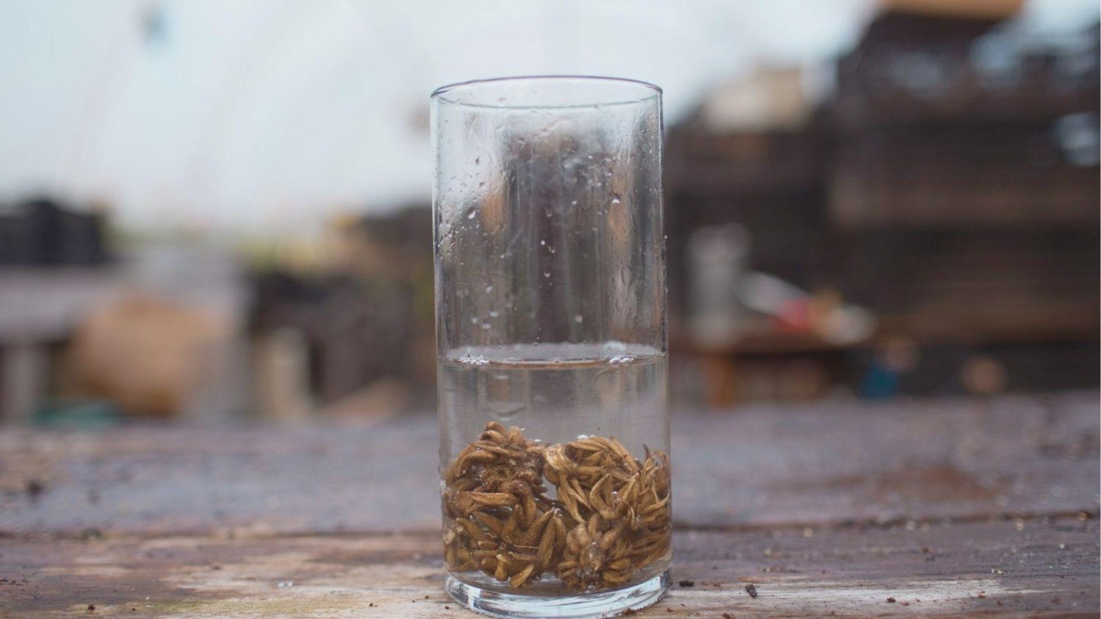Ranunculus corms soaking in a glass of water before planting.