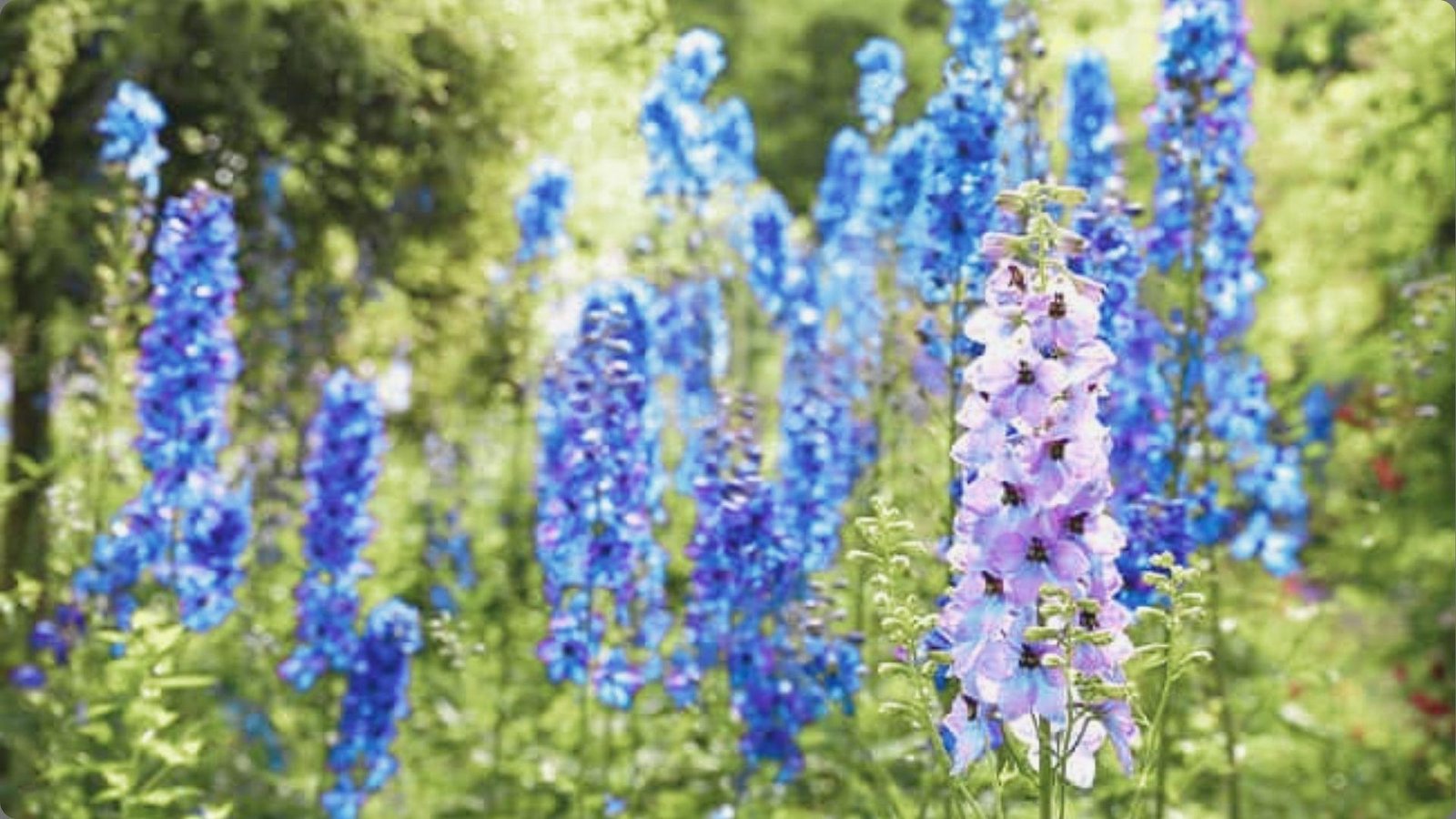 Wild meadow filled with slender purple annual larkspur spikes growing among tall grass under bright daylight