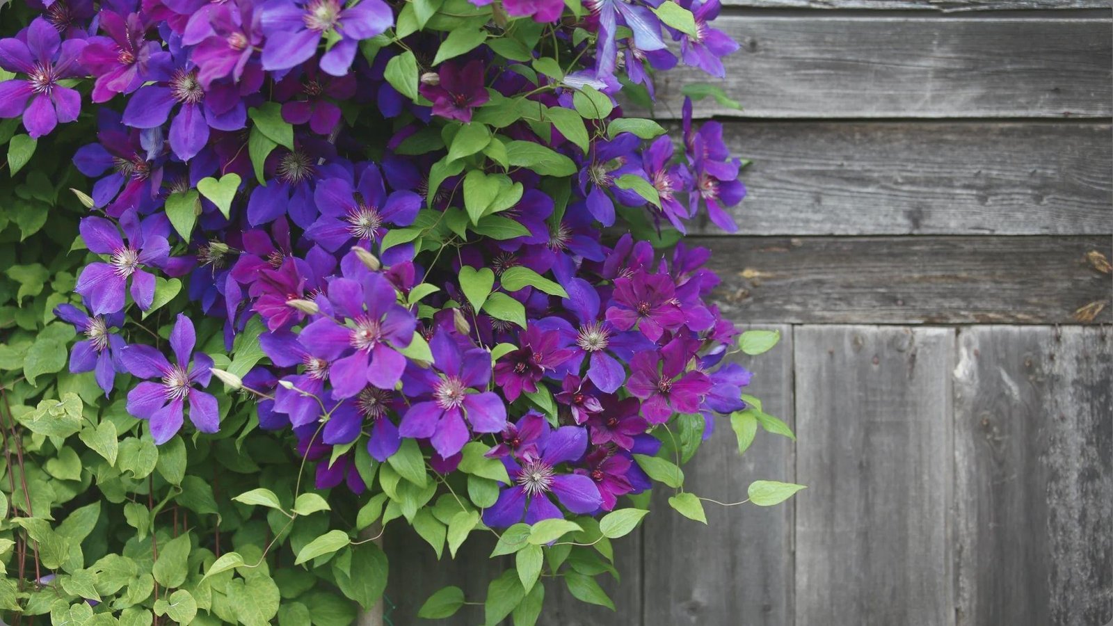 Profusion of purple clematis blooms with pale centers cascading beside weathered gray wooden wall and green leaves