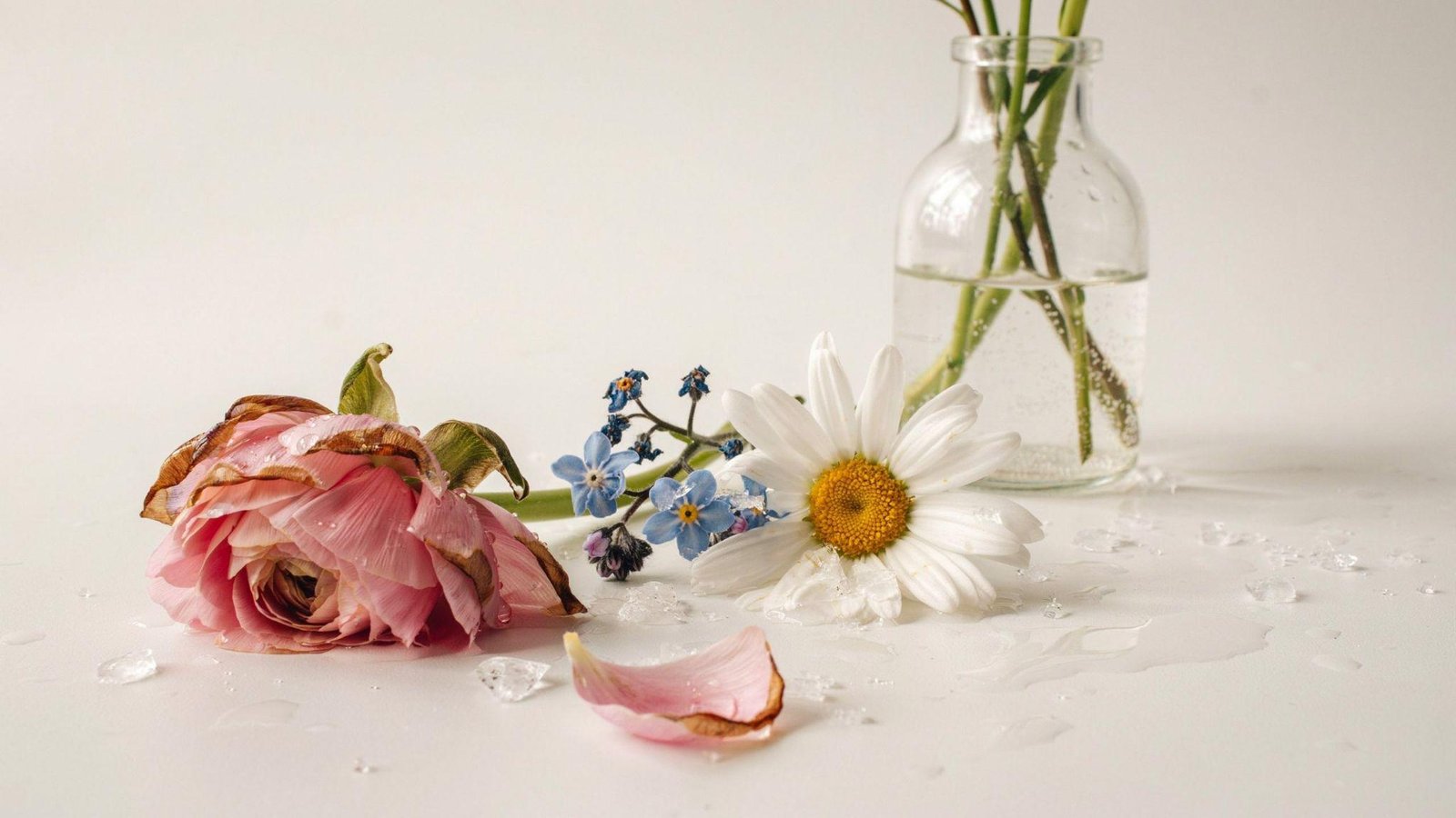 Frost-damaged flowers thawing with wilted petals showing limited recovery after freezing temperatures
