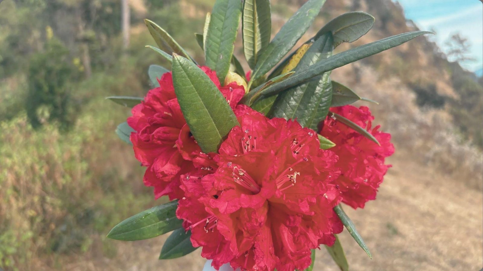  Rhododendron