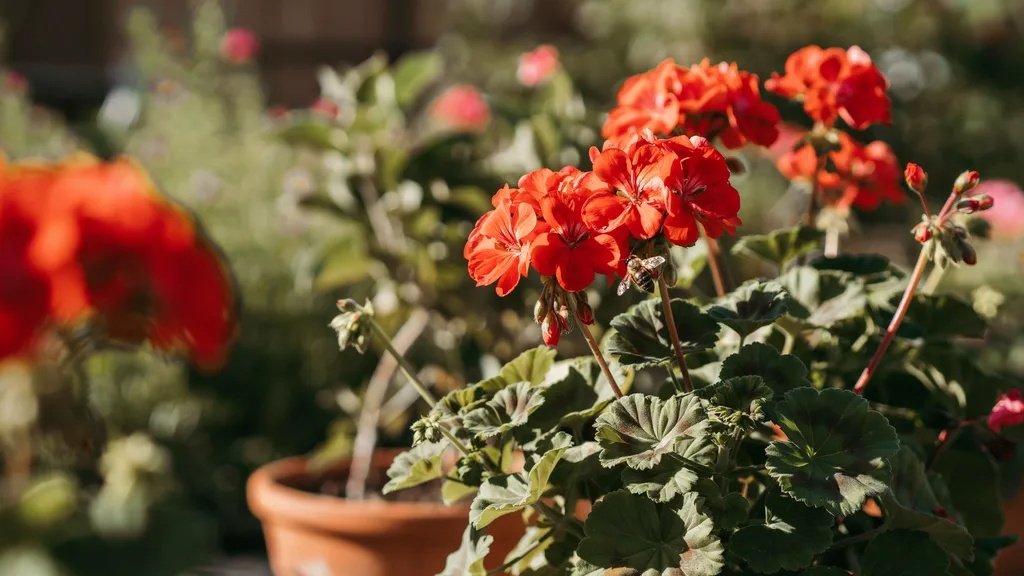 Scarlet geranium flowers blooming under bright sunlight.