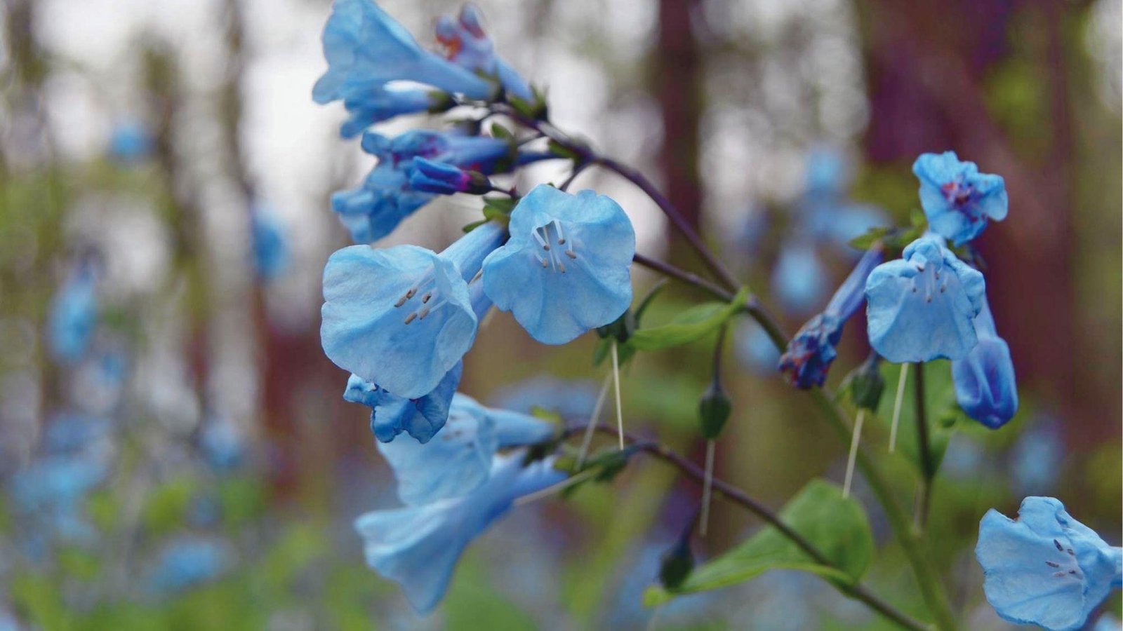 Pale sky-blue bluebell flowers with open, star-like bell petals in soft focus.
