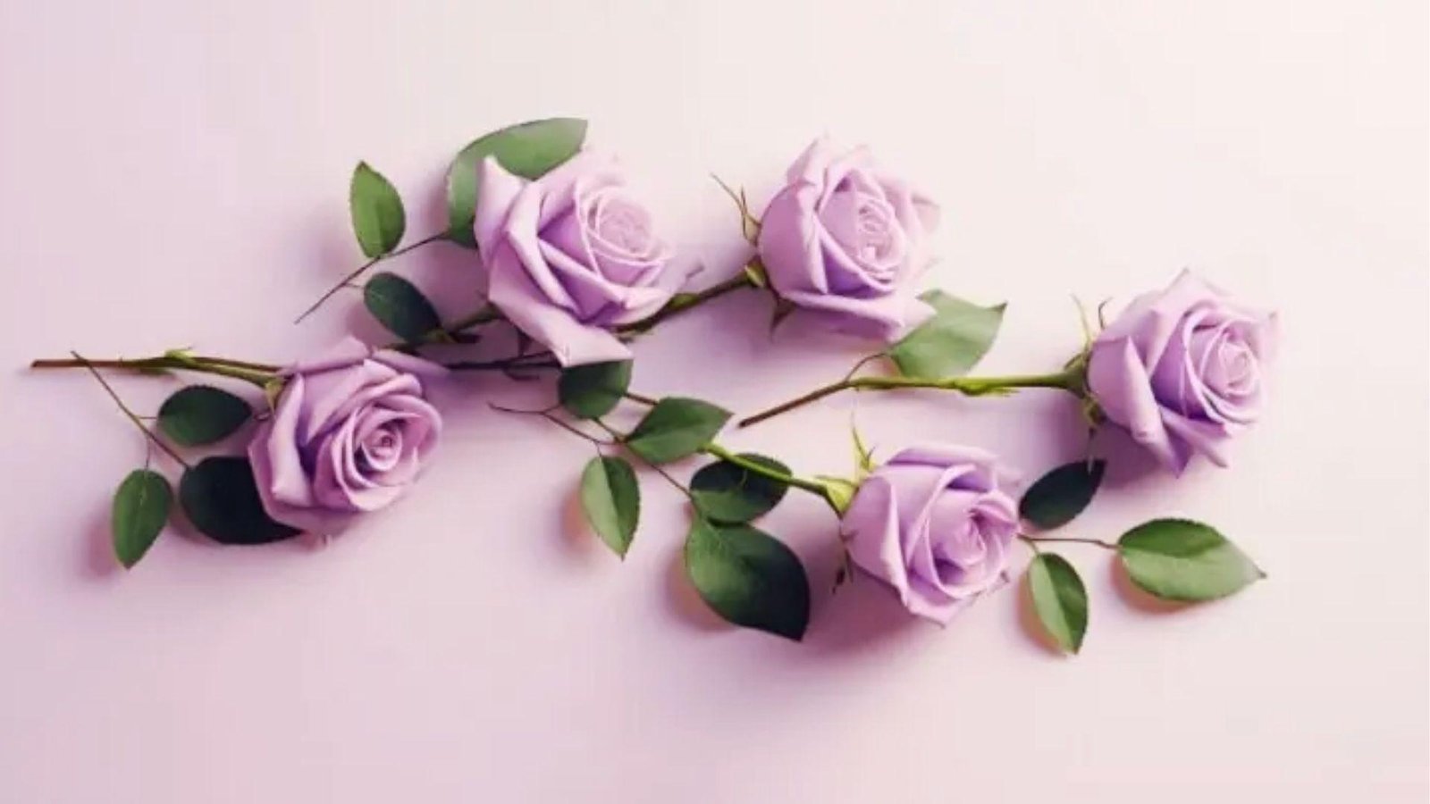 Five lilac roses arranged on soft pink background, signifying love at first sight and elegance