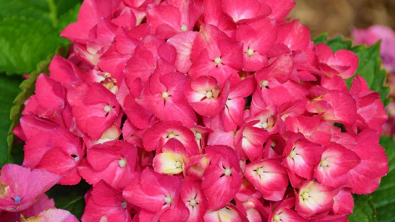 Close-up of vibrant pink hydrangea petals symbolizing heartfelt emotion, gratitude, and sincere apology.