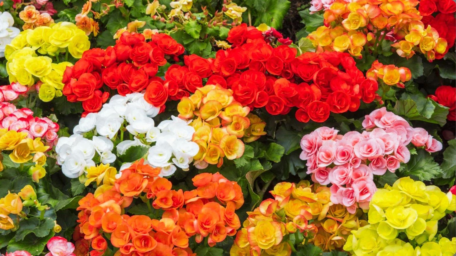 Vibrant mass of red, white, pink, yellow, orange Rieger begonias blooming densely in garden bed with green leaves