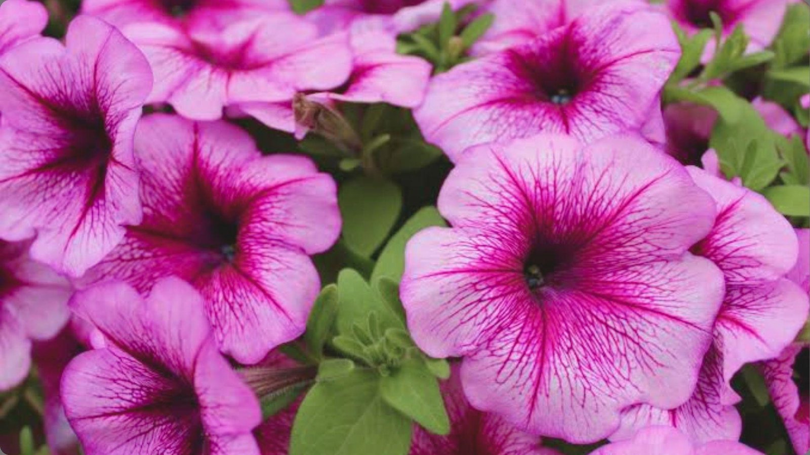 Macro view of pink petunias with deep magenta veins and dark throats surrounded by soft green foliage in sunlight