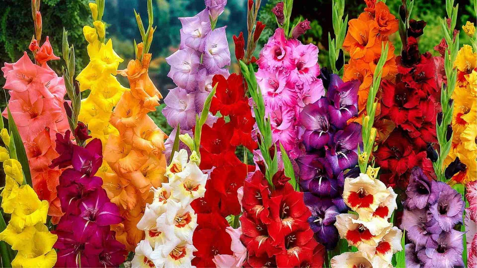 Rainbow gladiolus garden in full bloom, showing diversity of meaning: strength, love, and sincerity.