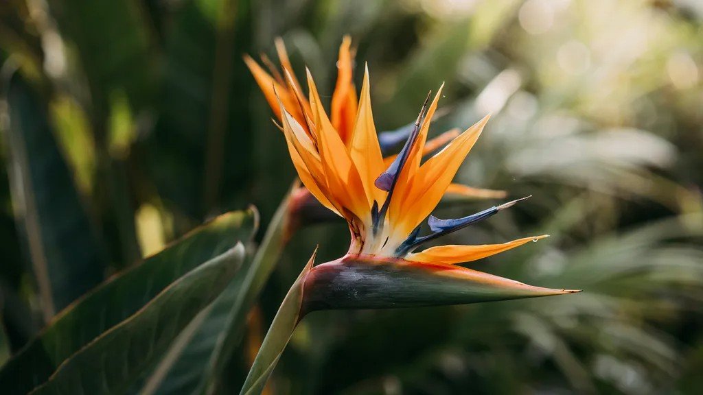 Bird of Paradise flower symbolizing Aquarius traits like confidence, freedom, and individuality.