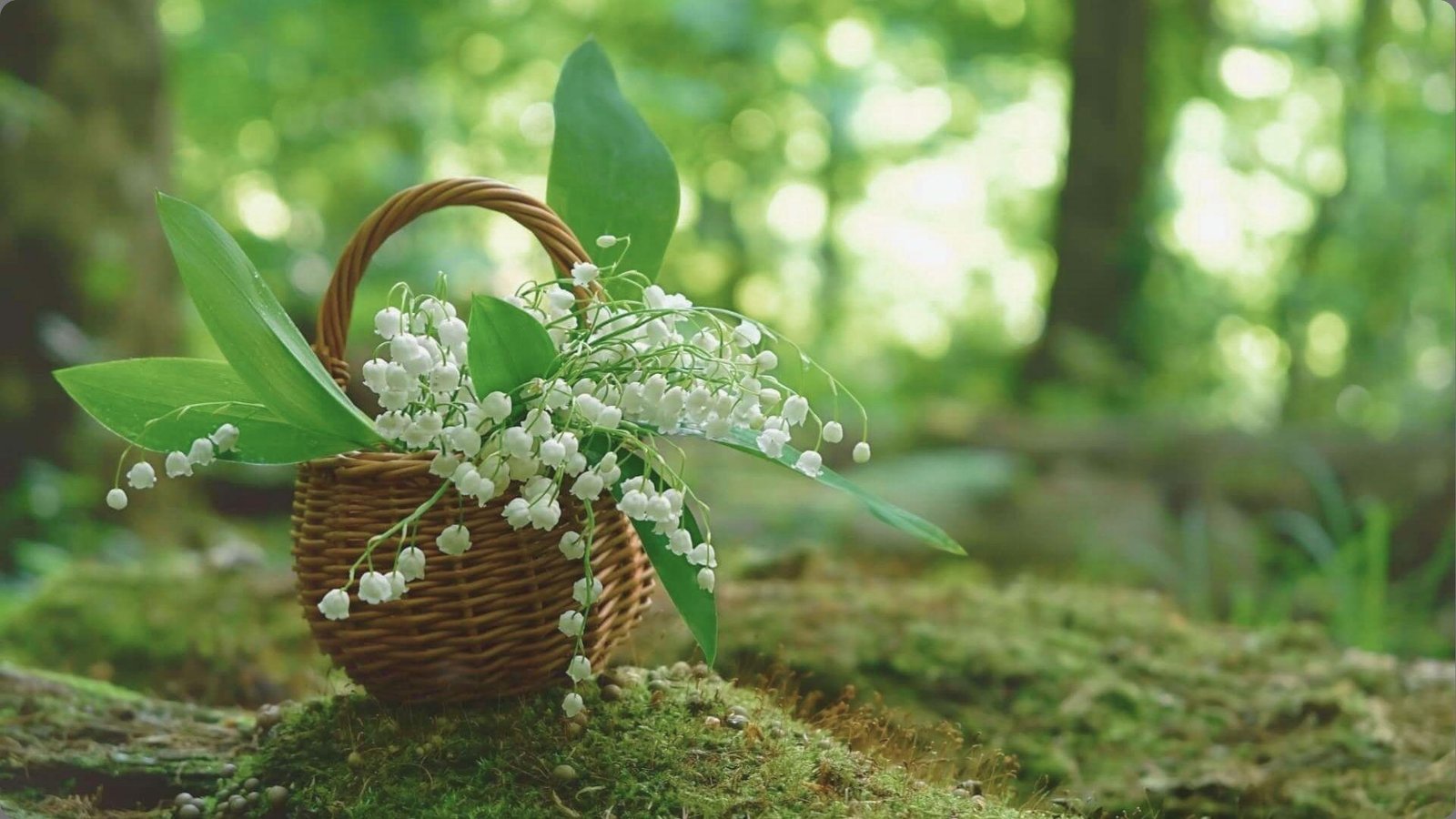 Small wicker basket overflowing with white bell-shaped lily of the valley flowers resting on mossy forest floor