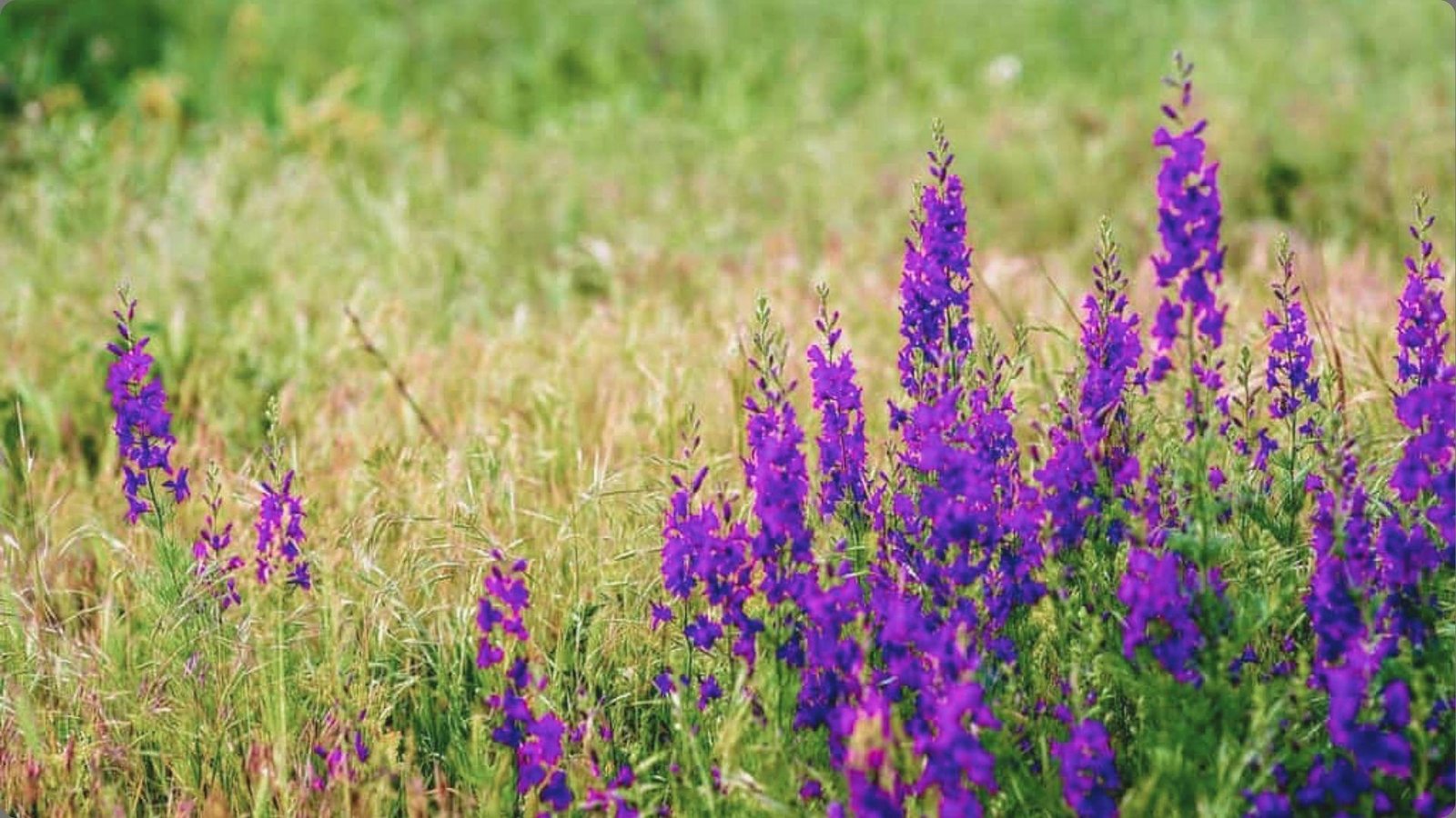 Wild meadow filled with slender purple annual larkspur spikes growing among tall grass under bright daylight