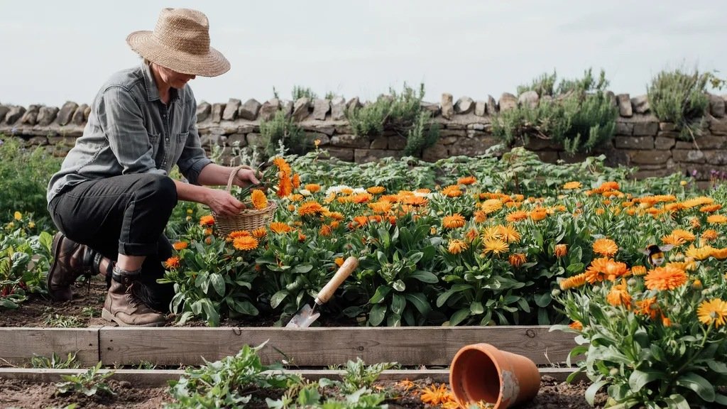 Calendula plants producing continuous blooms after regular harvesting.