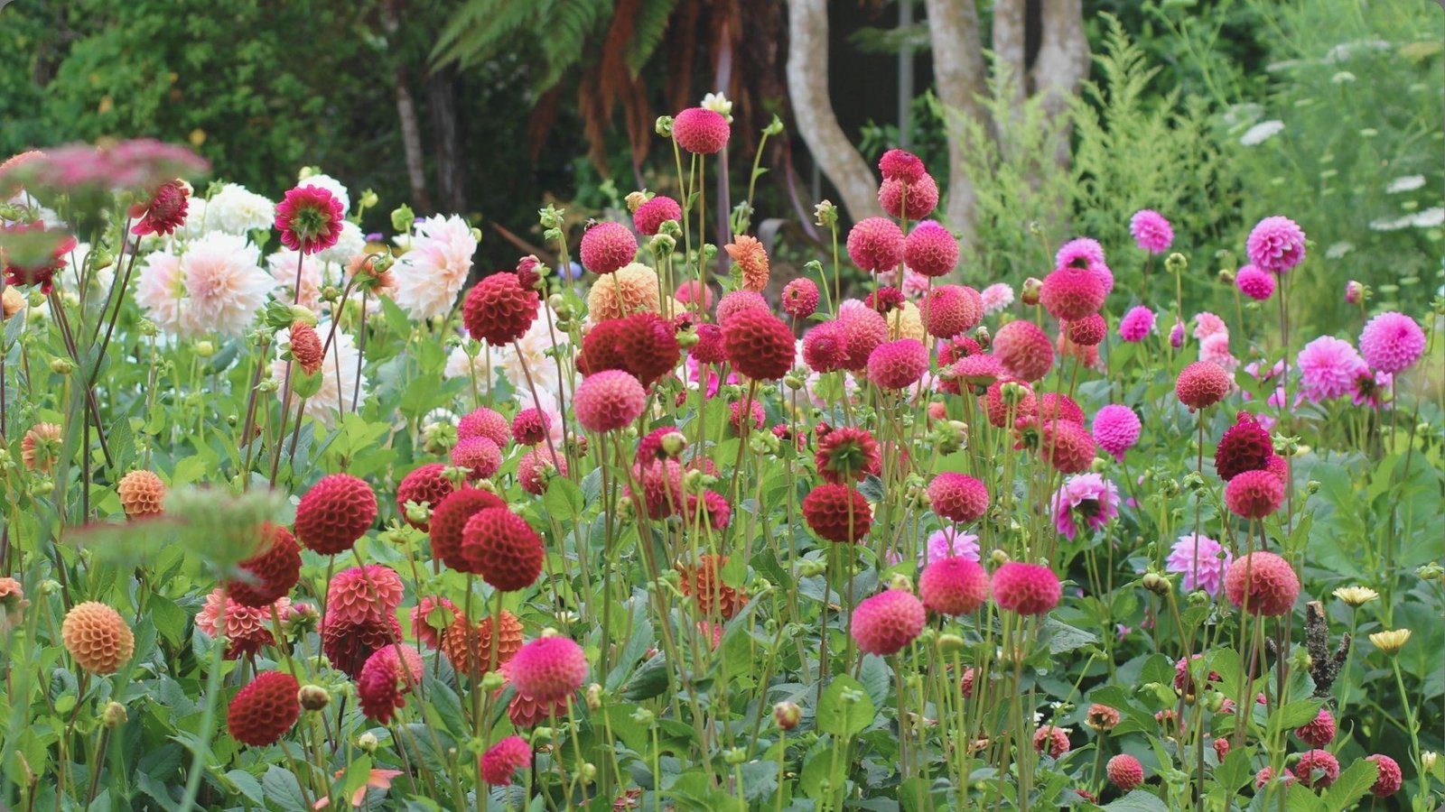 Lush garden bed filled with pompon dahlias in red, pink, white, and peach hues standing tall among green leaves