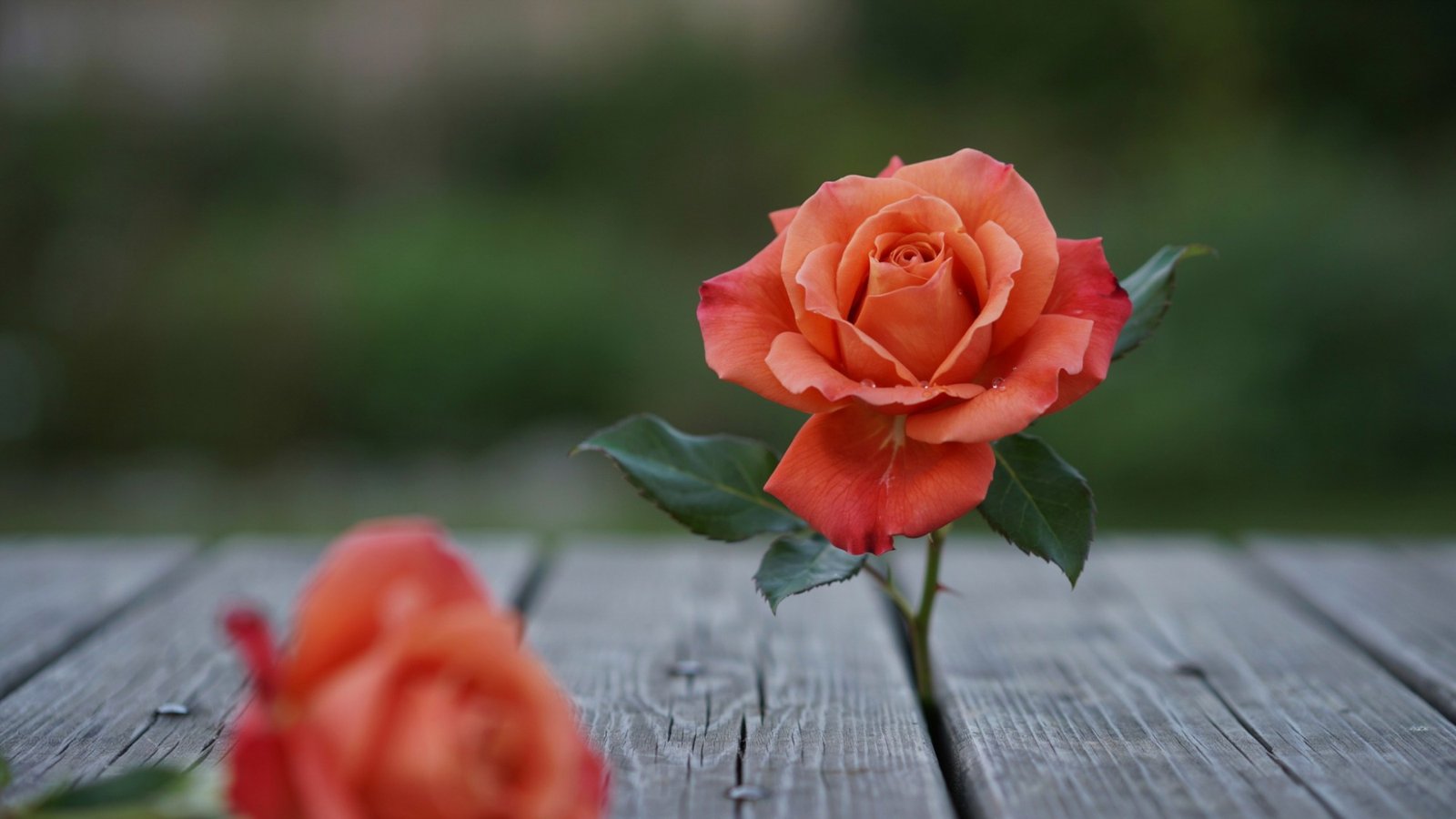 A singular orange rose emerging from a wooden patio, freshly bloomed and vibrant.