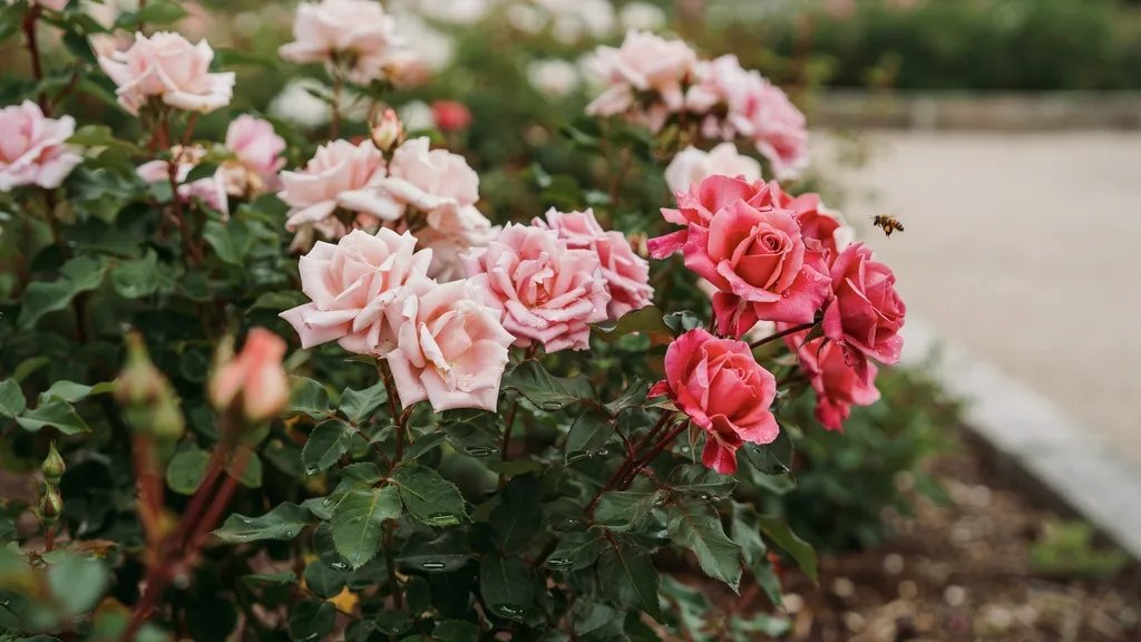 Light pink roses blooming in a peaceful spring garden.