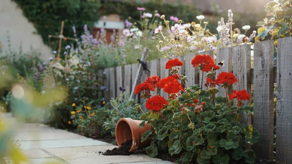 Red geranium flowers blooming in a peaceful cottage garden.