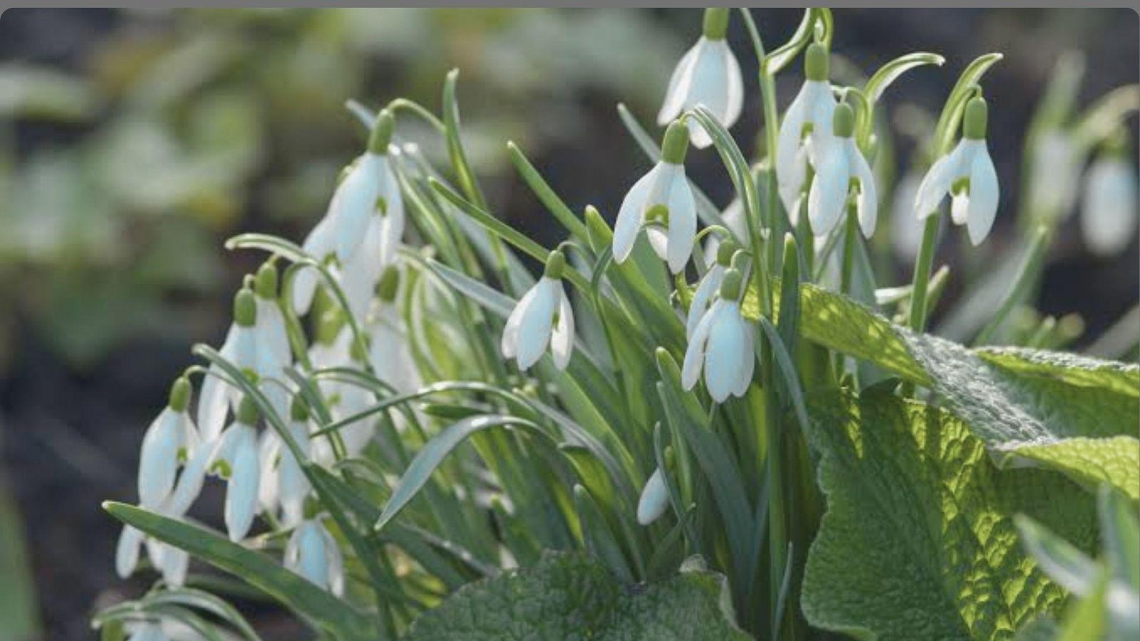 Sunlit cluster of white snowdrop flowers with green leaves nodding downward in garden with blurred earthy background