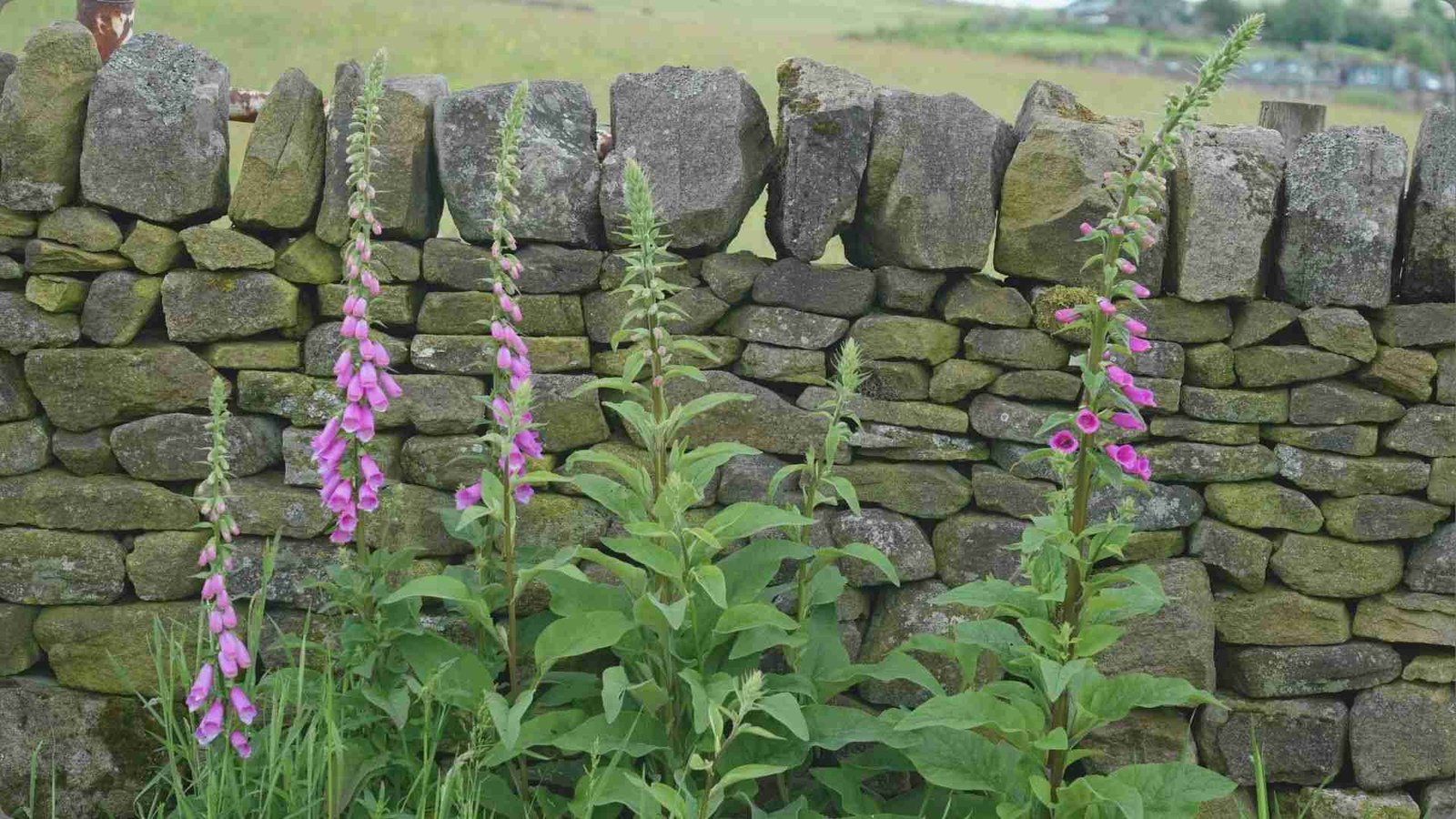 Tall spikes of magenta foxglove flowers with bell-shaped blooms growing in front of mossy stone wall countryside