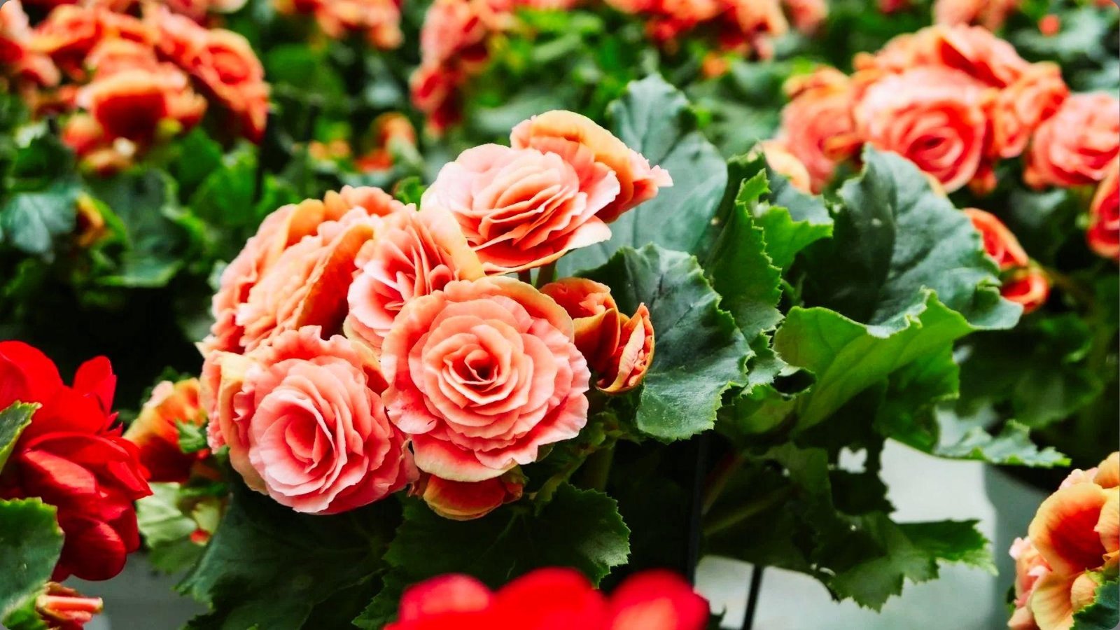 Cluster of pale pink coral tuberous begonias with layered rose-like petals blooming among buds and green foliage