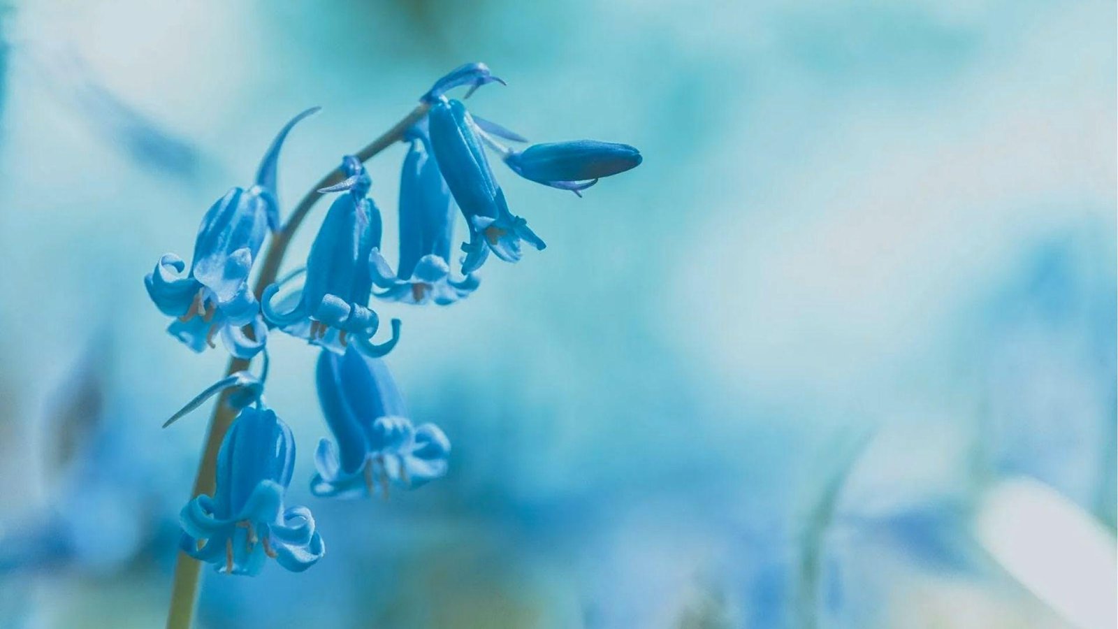 Single stem of vivid blue bluebells captured against a dreamy, light-blue background.