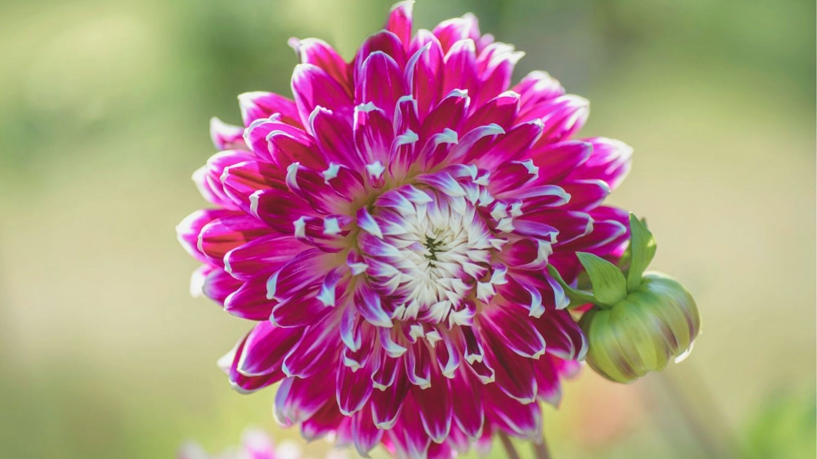 Close-up of a purple flower featuring white centers, showcasing intricate petal details and vibrant colors.